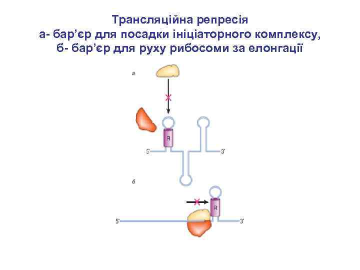 Трансляційна репресія а- бар’єр для посадки ініціаторного комплексу, б- бар’єр для руху рибосоми за