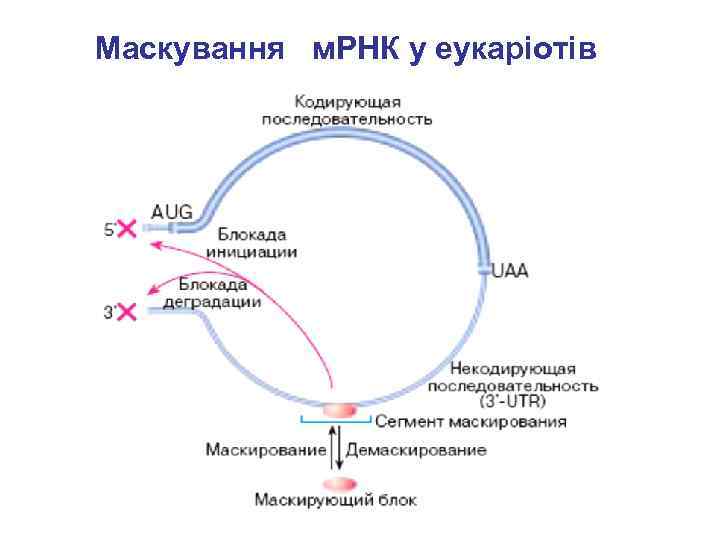 Маскування м. РНК у еукаріотів 