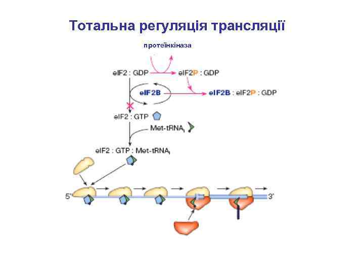 Тотальна регуляція трансляції протеїнкіназа 