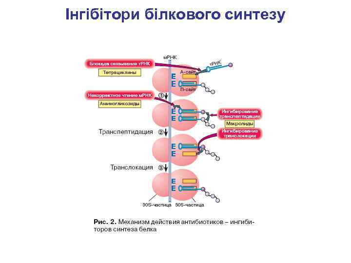 Інгібітори білкового синтезу 