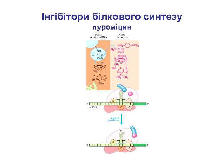 Інгібітори білкового синтезу пуроміцин 