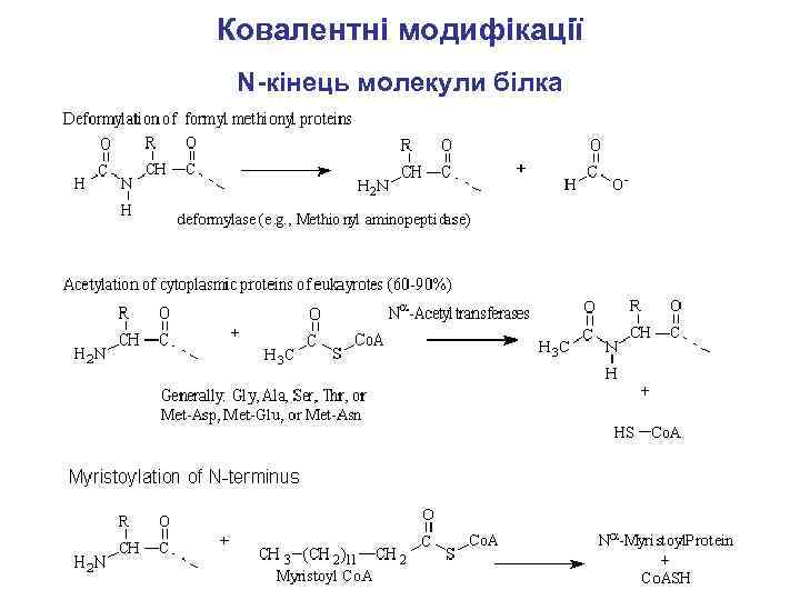 Ковалентні модифікації N-кінець молекули білка 