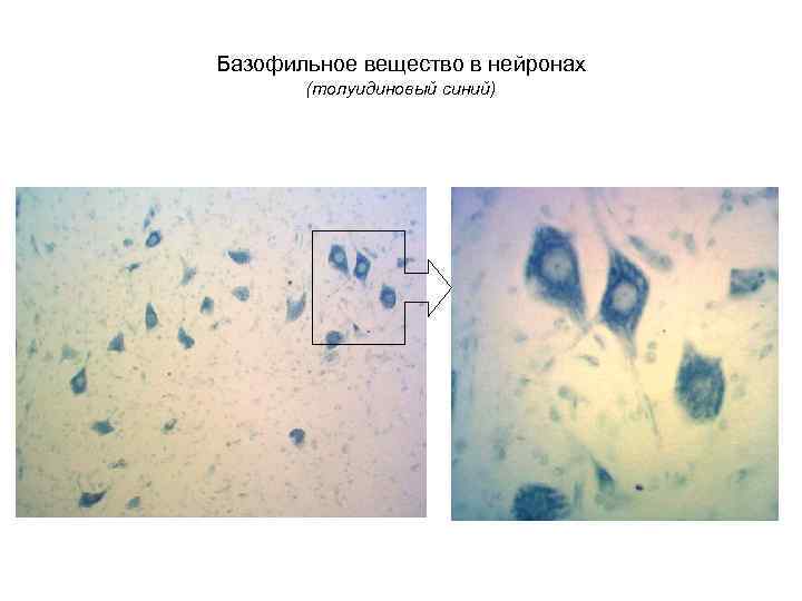 Базофильное вещество в нейронах (толуидиновый синий) 