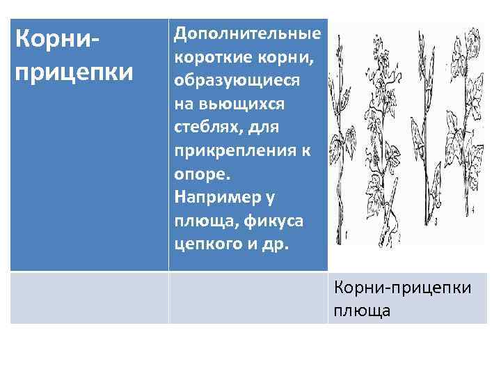 Образованы корень. Корни прицепки функции. Корни прицепки особенности строения. Таблица видоизменение корней корнеплоды корни прицепки. Корни прицепки дополнительные функции.