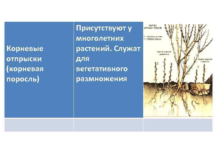 Корневые отпрыски (корневая поросль) Присутствуют у многолетних растений. Служат для вегетативного размножения 