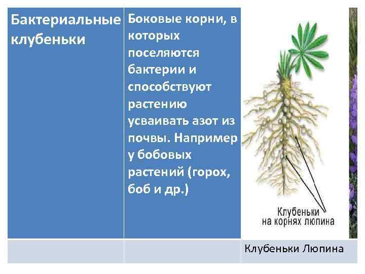 Растения усваивают азот из воздуха