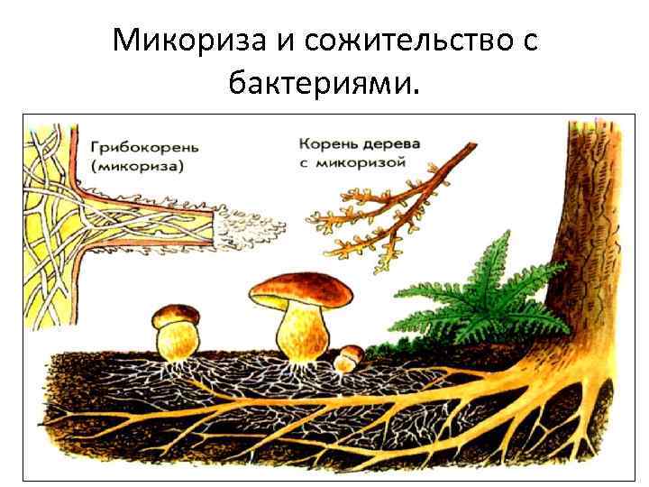 Микориза и сожительство с бактериями. 