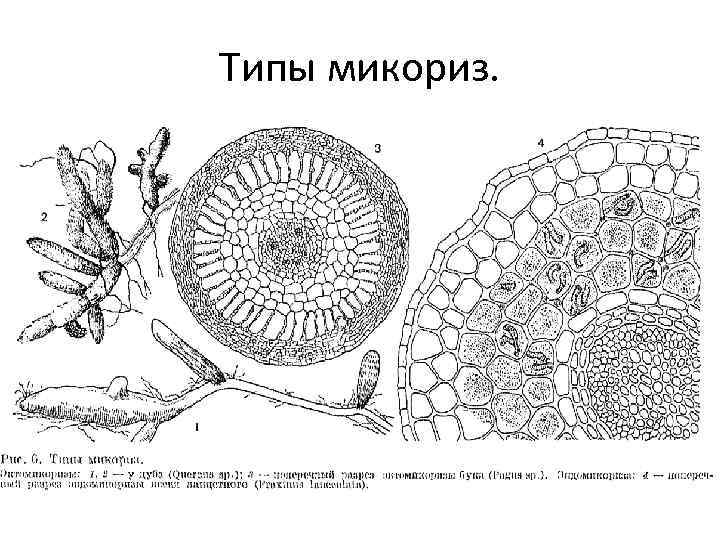 Типы микориз. 