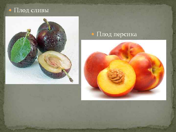  Плод сливы Плод персика 