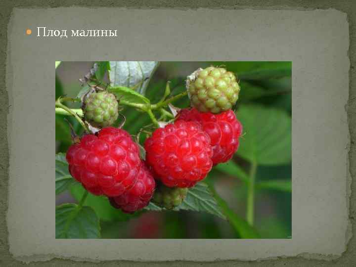  Плод малины 