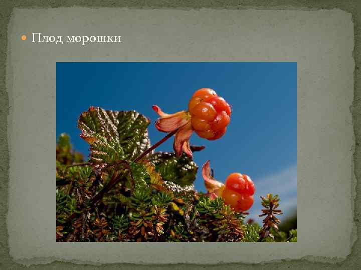  Плод морошки 