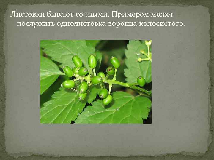 Листовки бывают сочными. Примером может послужить однолистовка воронца колосистого. 