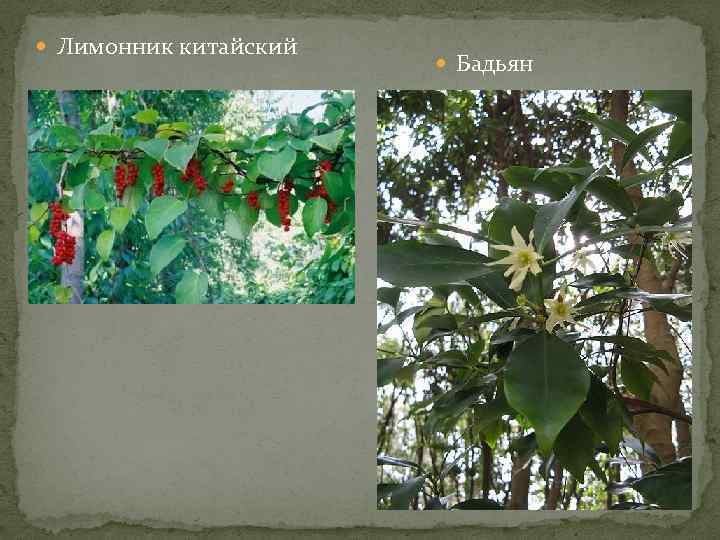  Лимонник китайский Бадьян 