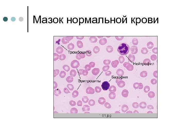 Мазок нормальной крови 