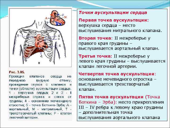 Точки аускультации сердца Первая точка аускультации: верхушка сердца – место выслушивания митрального клапана. Вторая