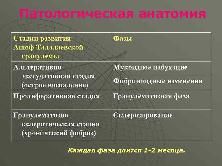 Патологическая анатомия Стадии развития Ашоф-Талалаевской гранулемы Альтеративноэкссудативная стадия (острое воспаление) Пролиферативная стадия Фазы Гранулематозносклеротическая