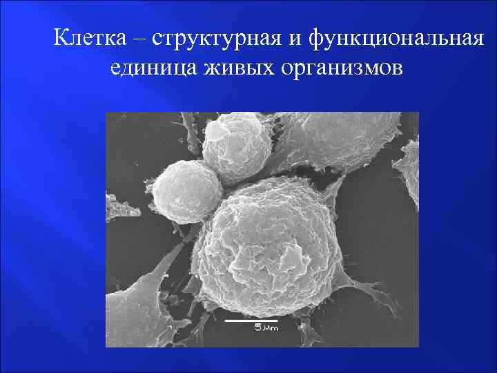  Клетка – структурная и функциональная единица живых организмов 