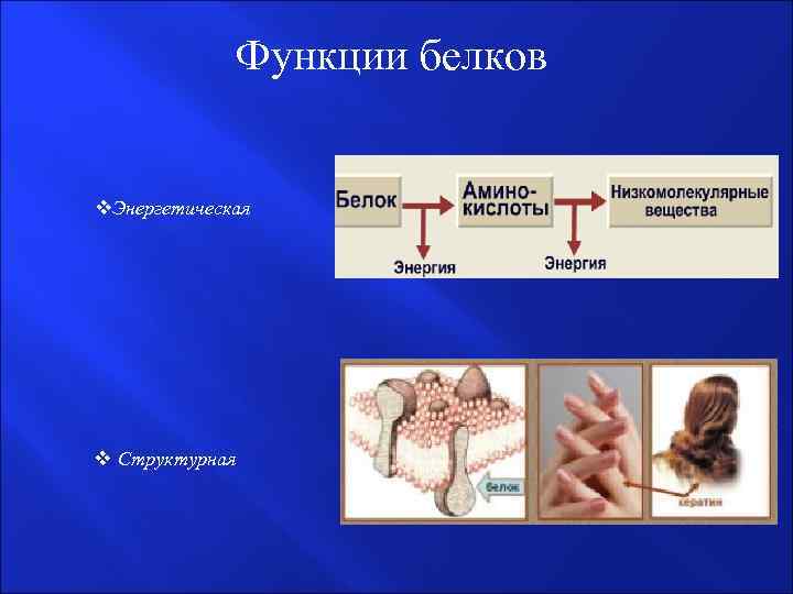 Функции белков v. Энергетическая v Структурная 