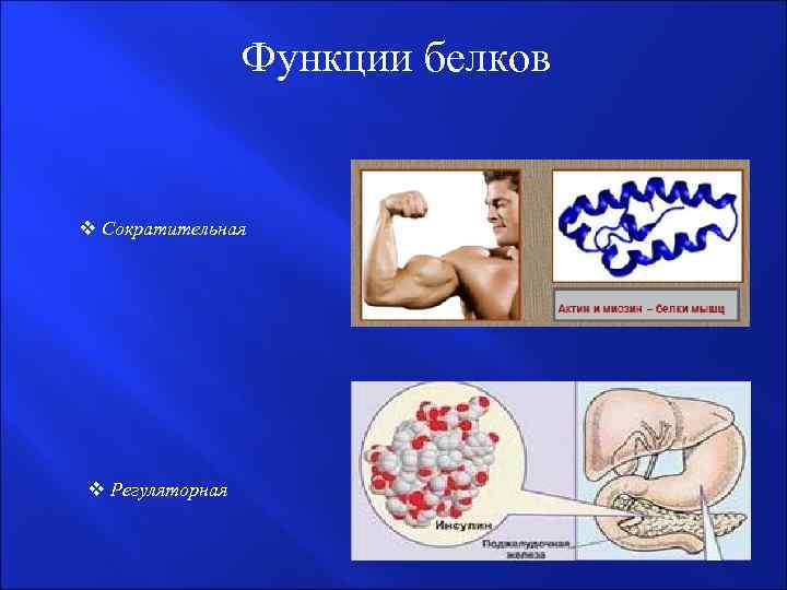 Функции белков v Сократительная v Регуляторная 