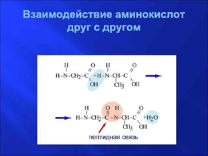 Аминокислоты вещества. Взаимодействие аминокислот друг с другом. Соединение аминокислот друг с другом. Взаимодействие аминокислот между собой. Взаимодействие аминокислот друг с другом образование пептидов.