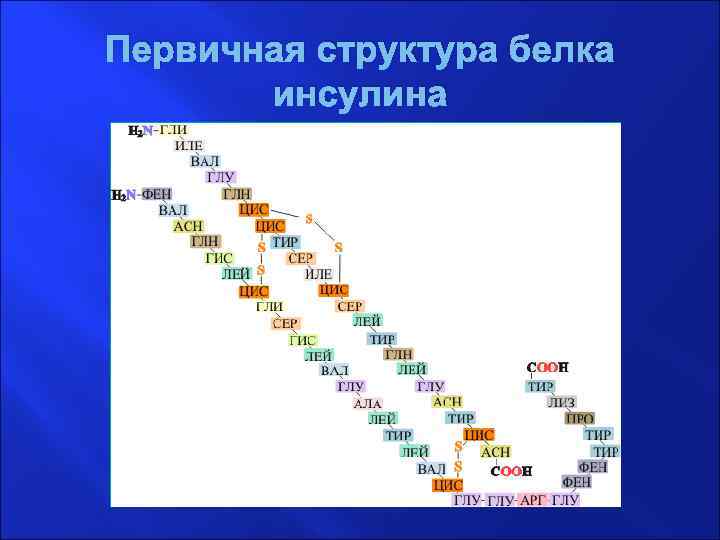 Первичная структура белка инсулина 