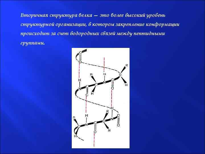 Вторичная структура белка — это более высокий уровень структурной организации, в котором закрепление конформации