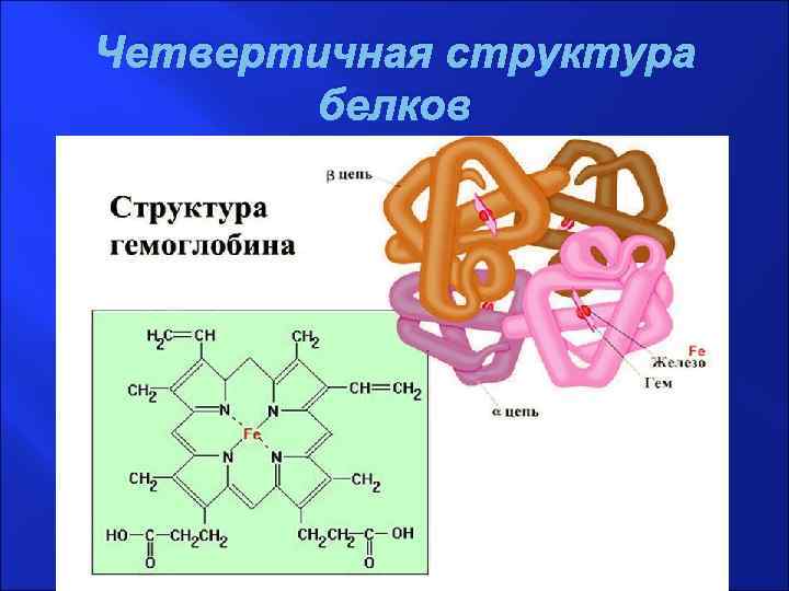 Четвертичная структура белка какая структура