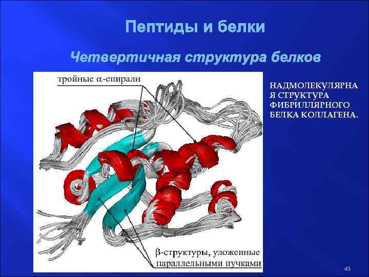 Пептиды и белки Четвертичная структура белков НАДМОЛЕКУЛЯРНА Я СТРУКТУРА ФИБРИЛЛЯРНОГО БЕЛКА КОЛЛАГЕНА. 43 