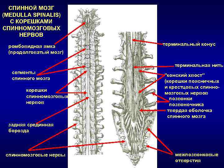 Схема сегментарной иннервации кожи корешками спинномозговых нервов