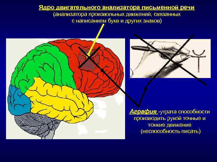 Двигательный анализатор отделы