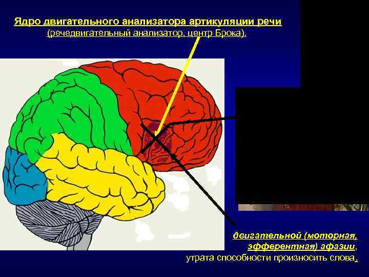 Двигательный анализатор отделы