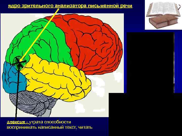 Центр зрительного анализатора письменной речи расположен