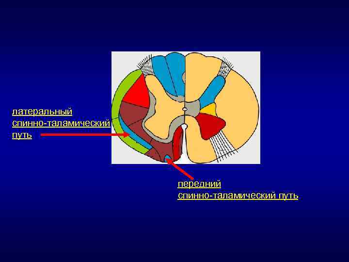 Латеральный спиноталамический путь схема