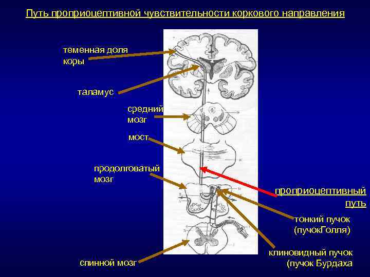 Блок схема проприоцептивного анализатора