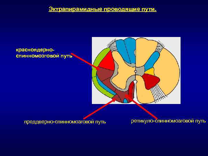 Красноядерно спинномозговой путь схема