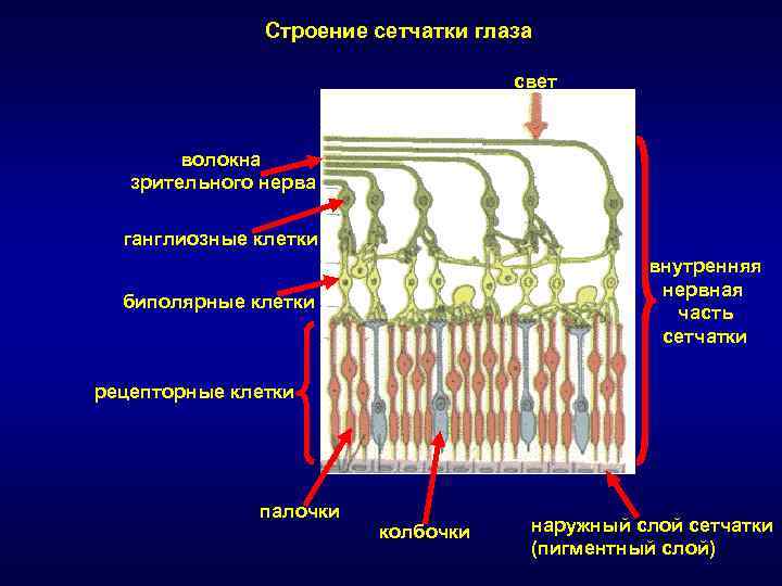 Пигментные клетки сетчатки