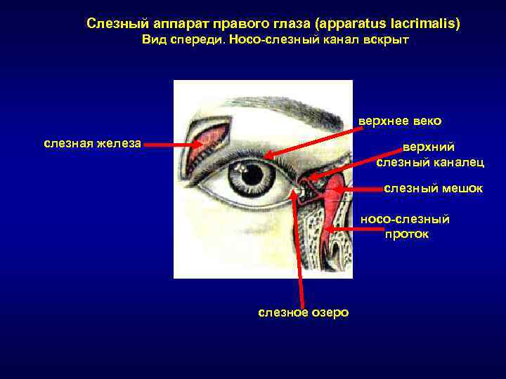 Секрет слезной железы. Слезная железа и слезный мешок. Анатомия глаза слезный мешок. Слезная железа слезные канальцы слезный мешок носослезный проток. Анатомия глаза слезное озеро.