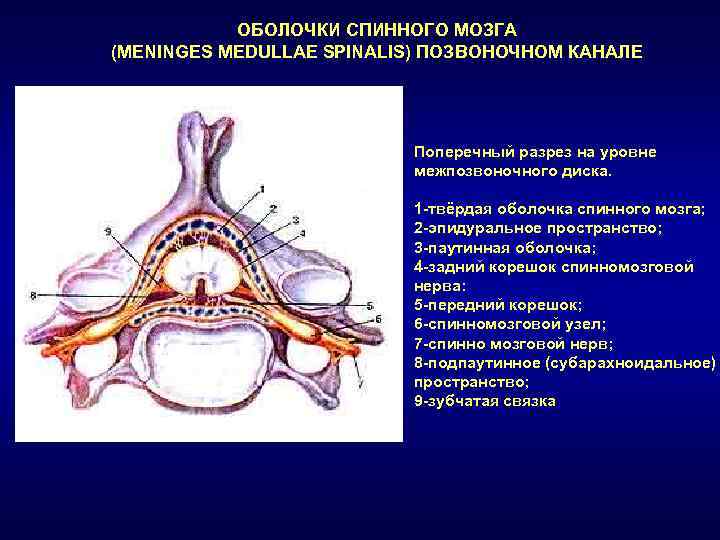 Оболочки спинного мозга схема