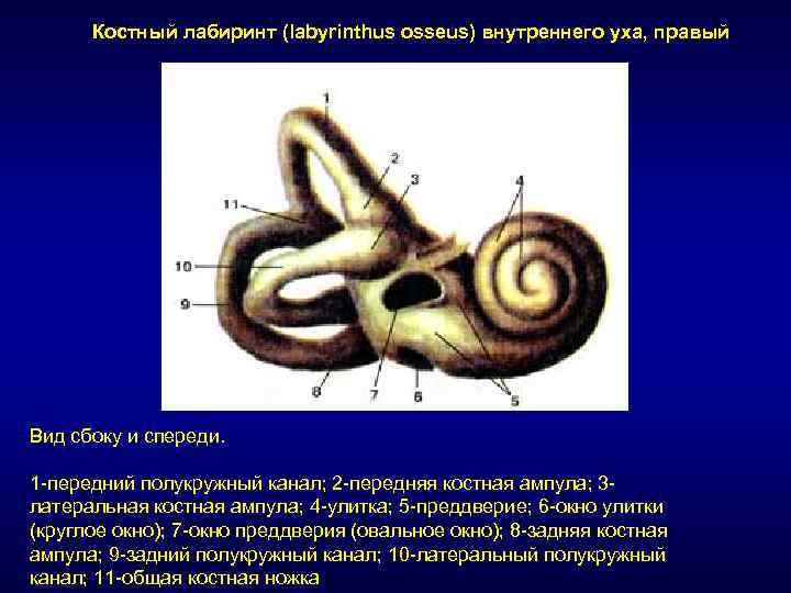 Внутреннее ухо латынь. Костный Лабиринт внутреннего уха латынь. Костный Лабиринт анатомия. Полукружные каналы костного Лабиринта. Костный Лабиринт, Labyrinthus osseus.