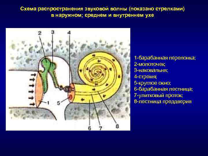 Передача звука последовательность. Схема распространения звука. Схема распространения звуковой волны. Распространение звуковой волны в наружном среднем и внутреннем ухе.