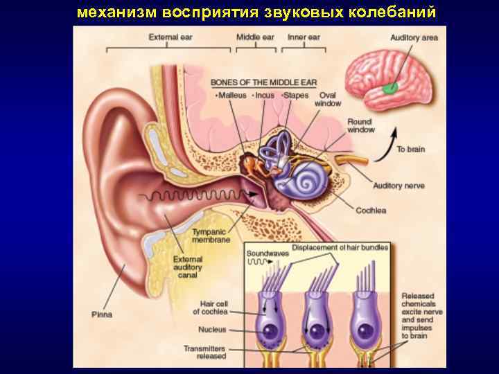 Схема передачи звуковых волн на слуховые рецепторы