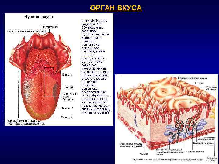 Вкусовые рецепторы это. Орган вкуса анатомия. Анатомия вкусового анализатора презентация. Орган вкуса язык строение. Вкусовой анализатор микроскопическое строение.