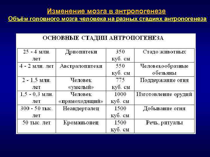 Этапы антропогенеза биология. Этапы антропогенеза. Характеристика стадий антропогенеза. Объем мозга Антропогенез. Таблица по биологии основные стадии антропогенеза.