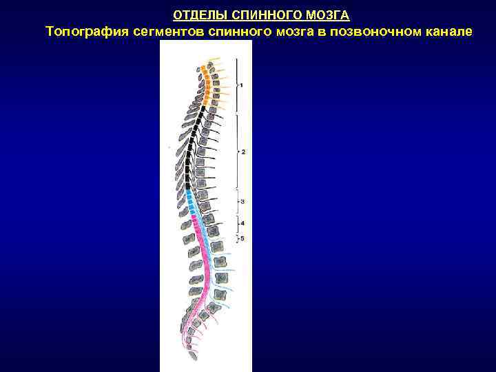 Расположение спинного мозга. Отделы спинного мозга. Топография спинного мозга. Топография и строение спинного мозга. Топография спинного мозга человека.