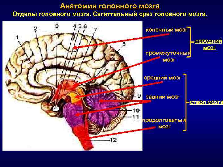 Схему развития головного мозга человека фронтальный и сагиттальный разрезы