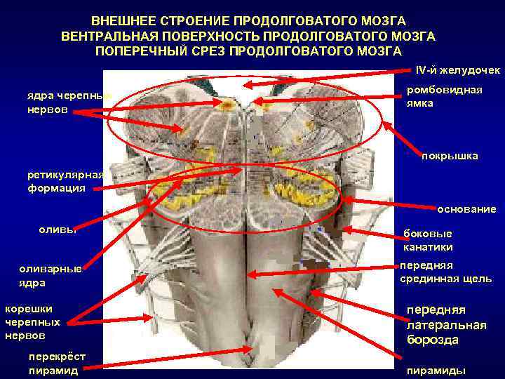 Вентральная поверхность продолговатого мозга. Продолговатый мозг строение мед универ. Внутренняя структура продолговатого мозга. Наружное строение продолговатого мозга.