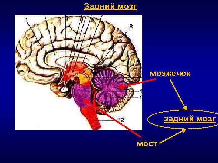 Общий план строения мозжечка