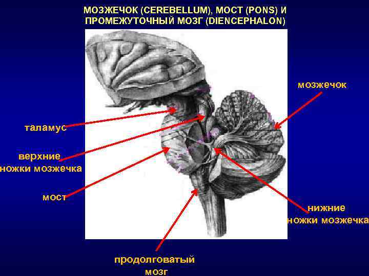 Средние ножки мозжечка