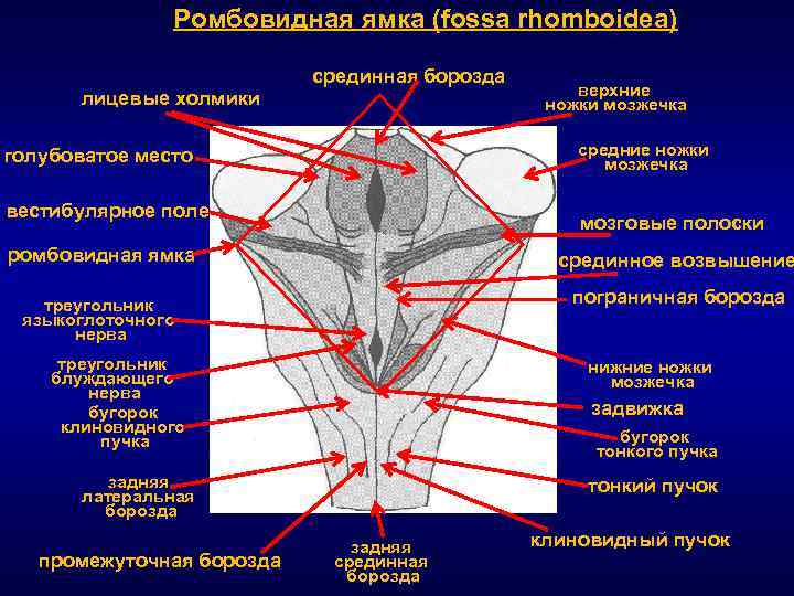 Ромбовидная ямка схема