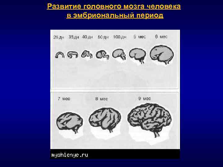 Эмбриональное развитие головного мозга